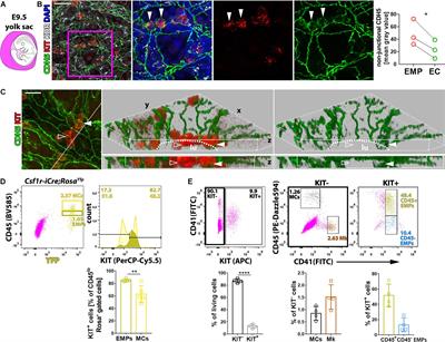 KIT Is Required for Fetal Liver Hematopoiesis